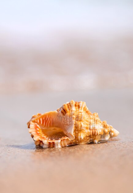 Schöne Muschel am Meer