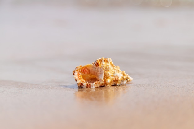 Schöne Muschel am Meer