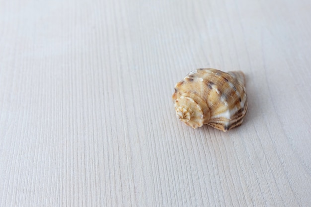 Schöne Muschel vom Meer auf einem hellen hölzernen Hintergrund