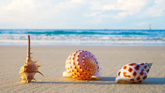 Schöne Muscheln am Strand im Sommer