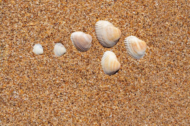 Foto schöne muscheln auf dem gelben sand am strand