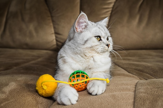 Schöne Muschi, die auf einem braunen Sofa mit Spielzeug spielt