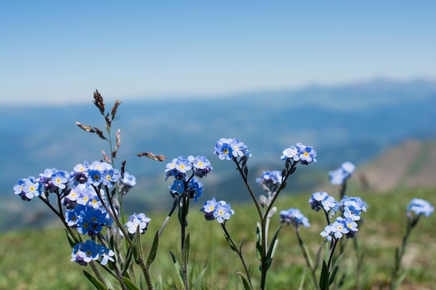 Schöne Myosotis-Blumen in der Natur