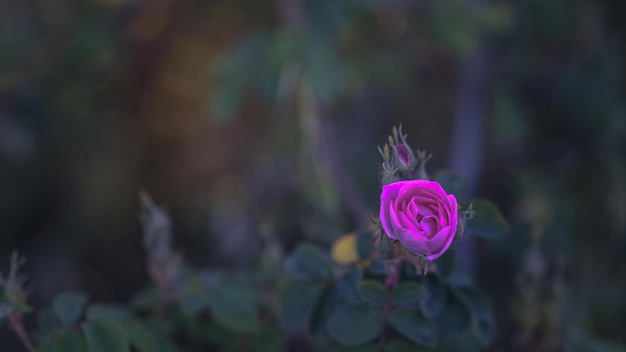 Schöne Nahaufnahme der Hunderose in voller Blüte bei Sonnenaufgang