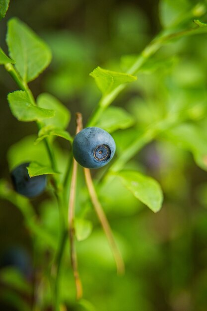 Foto schöne nahaufnahme einer im wald wachsenden blaubeere wildnahrung im sommer ökologische nahrung