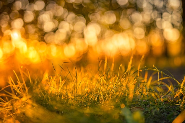 Schöne Nahaufnahme Frühling Sommer Naturlandschaft mit Sonnenuntergang Graswiese Abstrakter Strahlen Sonnenuntergang