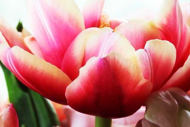 Schöne Nahaufnahme Makrofoto der Tulpe