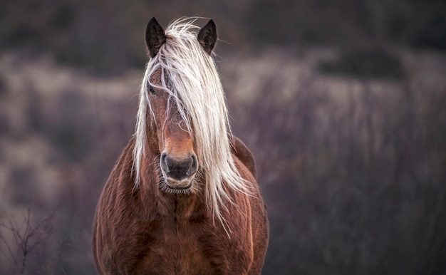 Schöne Nahaufnahme mit reifem Pferd im Feld