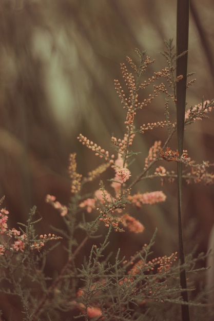 Schöne Nahaufnahme von Blumen in einem Wald