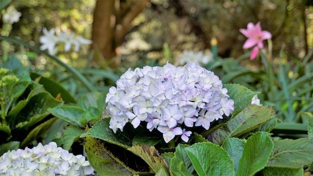 Schöne Nahaufnahme von Blumen von Hydrangea macrophylla