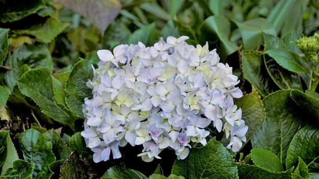 Schöne Nahaufnahme von Blumen von Hydrangea macrophylla