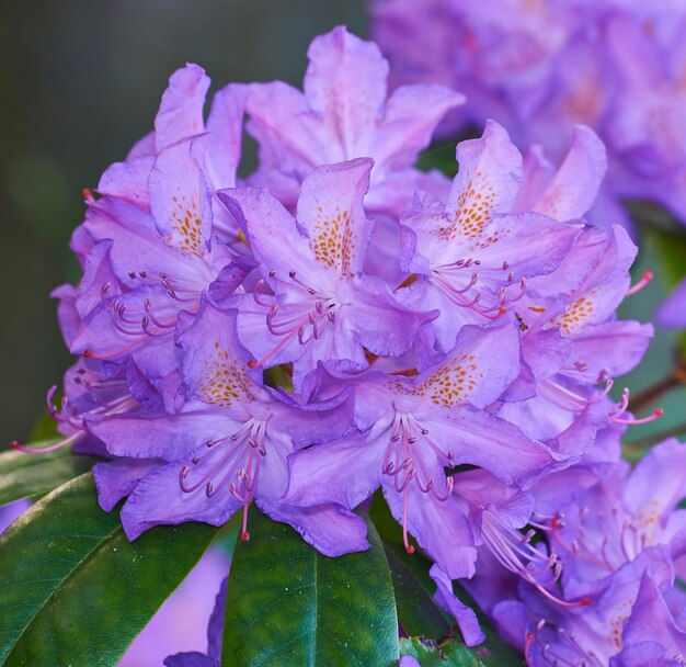 Schöne Nahaufnahme von bunten Blumen, die an einem Frühlingstag in einem Hinterhofgarten oder botanischen Wald blühen Catawba rosebay Azaleen Pflanzen wachsen in natürlichem Grünland mit grünen Blättern