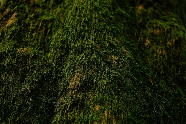 Schöne Nahaufnahme von grünem Moos auf Baumrinde Schöner Hintergrund von Moos für Tapeten
