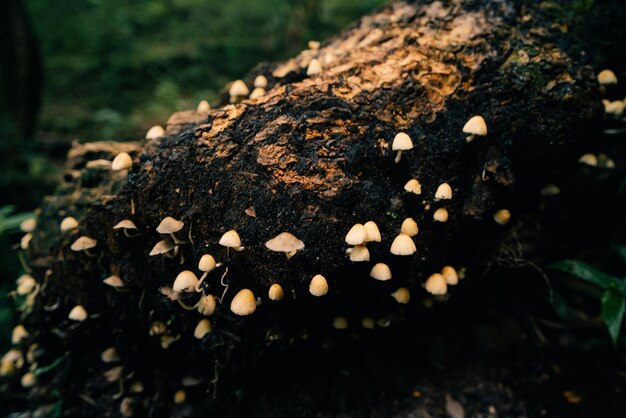 Schöne Nahaufnahme von Waldpilzen, die Pilze sammeln