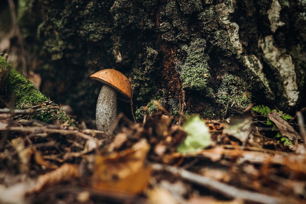 Schöne Nahaufnahme von Waldpilzen.