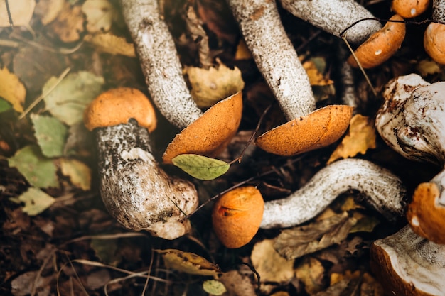 Schöne Nahaufnahme von Waldpilzen.