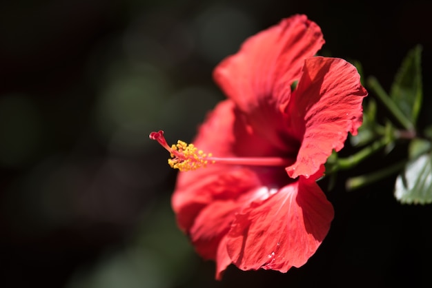 Schöne nahe hohe Ansicht der roten Blume, netter unscharfer Hintergrund