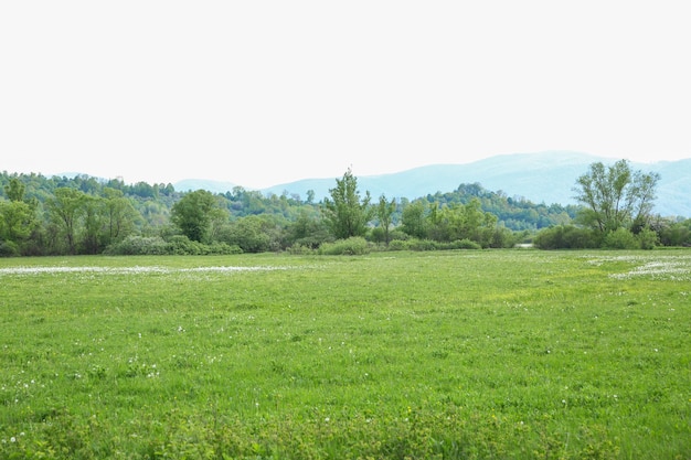 Schöne Narzissenblumen auf der Wiese mit Sonnenlicht