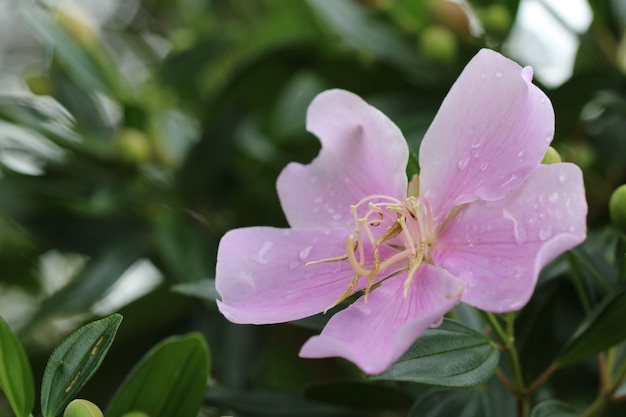 Schöne natürliche Blume