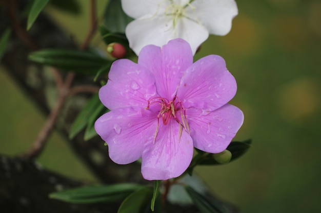 Schöne natürliche Blume