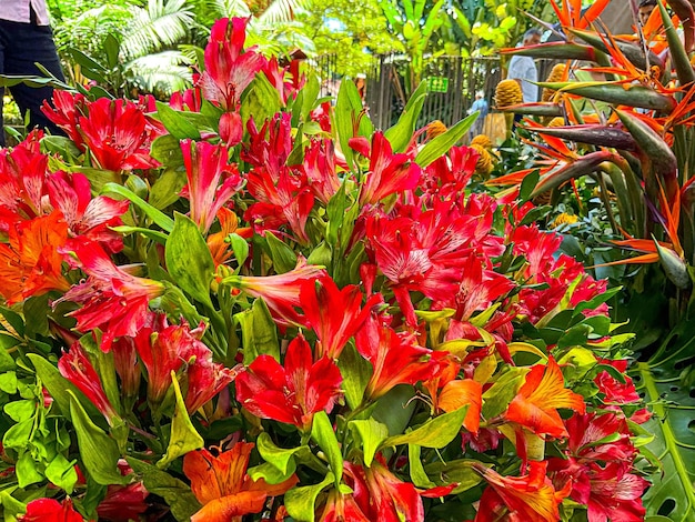 Schöne natürliche Blumen im Garten