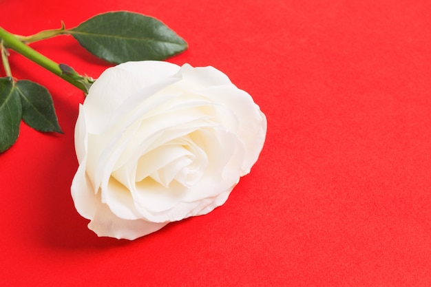 Schöne natürliche frische weiße Rose
