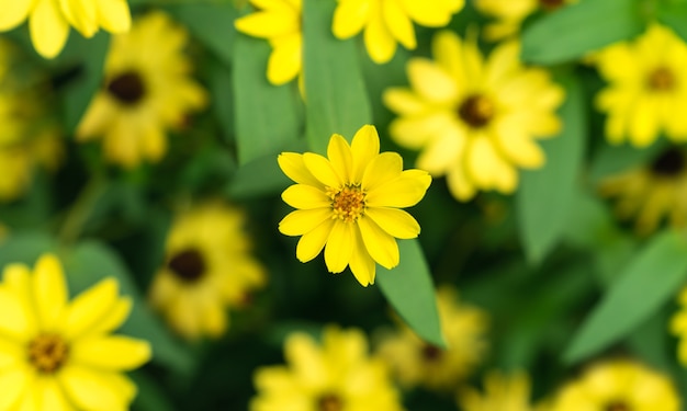 Schöne natürliche gelbe mexikanische Sonnenblumen in der Draufsicht des Gartens