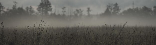 Schöne natürliche mystische Panorama-Landschaft Ein grauer Nebel breitet sich über der Wiese aus Erstaunliche Schönheit der Natur Kopieren Sie Platz
