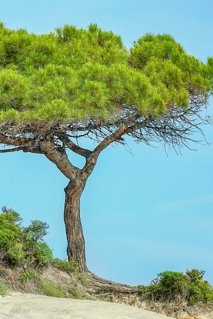 Schöne Natur am Meer in Griechenland