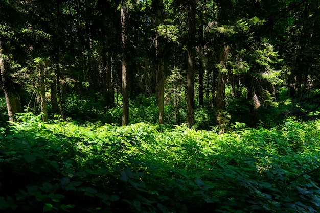 Schöne Natur am Morgen im nebligen Frühlingswald mit Sonnenstrahlen