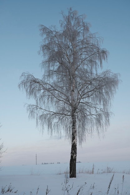 Schöne Natur des Nordens, natürliche Landschaft mit großen Bäumen im frostigen Winter. Birke