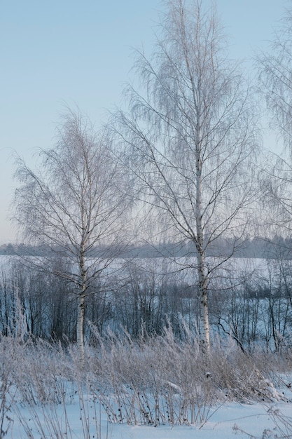 Schöne Natur des Nordens, natürliche Landschaft mit großen Bäumen im frostigen Winter. Birke