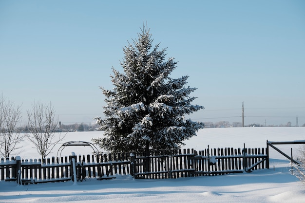 Foto schöne natur des nordens, natürliche landschaft mit großen bäumen im frostigen winter. hochwertiges foto