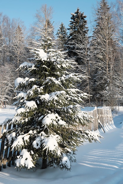 Schöne Natur des Nordens, natürliche Landschaft mit großen Bäumen im frostigen Winter. Hochwertiges Foto