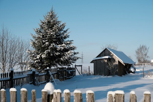 Schöne natur des nordens, natürliche landschaft mit großen bäumen im frostigen winter