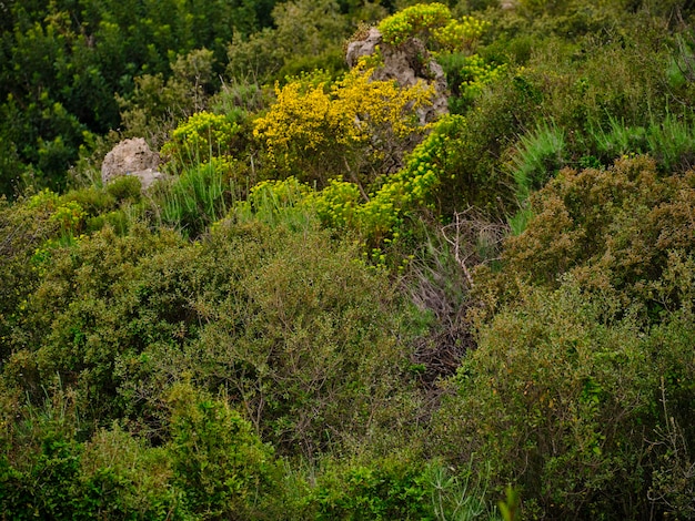 Schöne Natur, die im Frühling lebendig wird