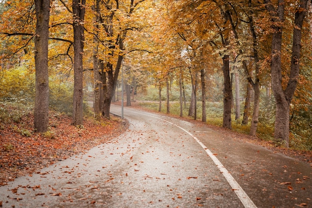 Schöne Natur. Herbst. Straße im gelben Herbstwald