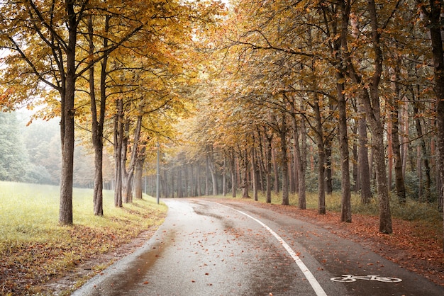 Schöne Natur. Herbst. Straße im gelben Herbstwald