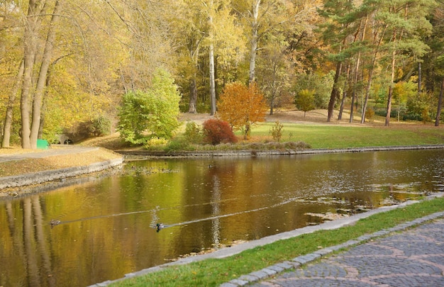 Schöne Natur-Herbstlandschaft mit Blick auf den See im Herbst Stadtpark mit goldenem Gelb