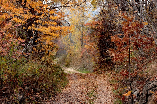 Schöne Natur im Herbst