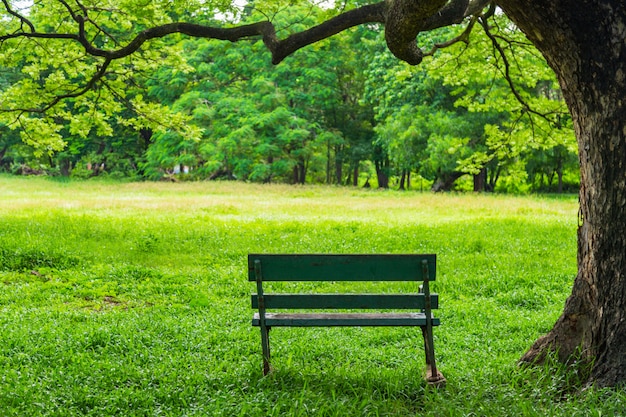 Schöne Natur im Park mit Bank unter dem Baum.