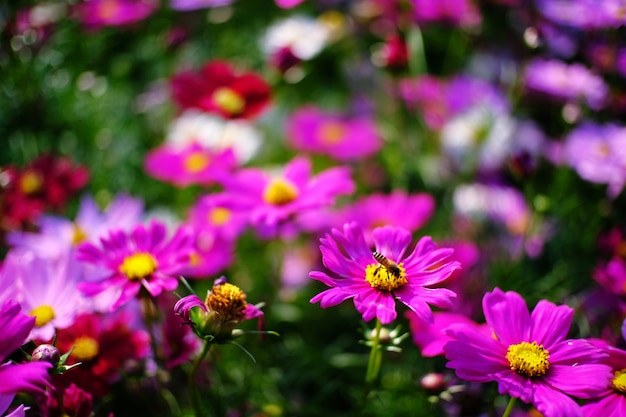 Schöne Natur Rosa-Blume im Naturgarten.