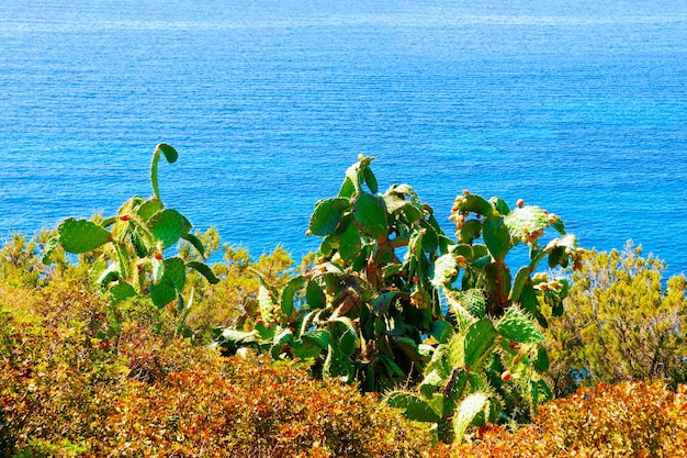 Schöne Natur von Villasimius und mit blauem Wasser des Mittelmeers auf der Insel Sardinien in Italien im Sommer. Provinz Cagliari. Landschaft und Szenerie