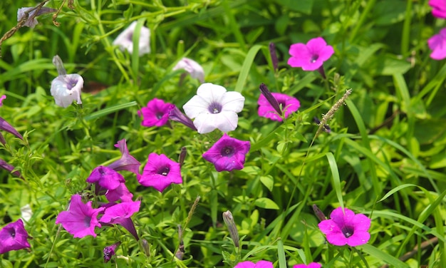 Schöne Naturblume auf dem Gebiet