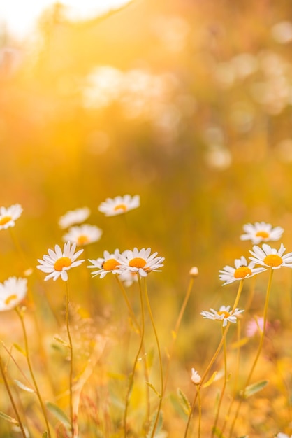 Schöne Naturblumen. Abstrakte Sonnenuntergangfeldlandschaft der Graswiese auf weichem grün-blauem Sonnenuntergang