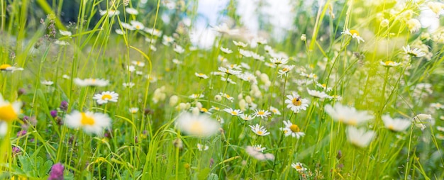 Schöne Naturblumen. Abstrakte Sonnenuntergangfeldlandschaft der Graswiese auf weichem grün-blauem Sonnenuntergang