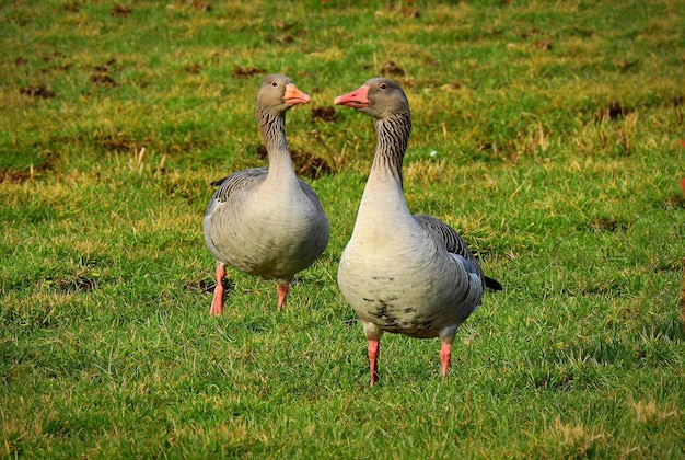 Schöne Naturhintergrundgans auf der Wiese