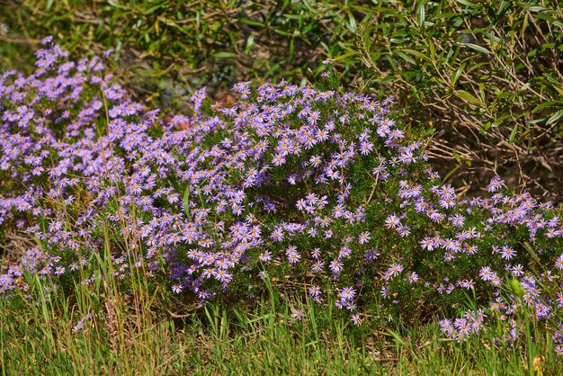 Schöne Naturkulisse mit bunten Blumen an einem Frühlingstag im Freien Grüne Landschaft mit Blick auf hohes Gras und violette Flora im Freien Entspannende natürliche wilde Umgebung wachsender Pflanzen