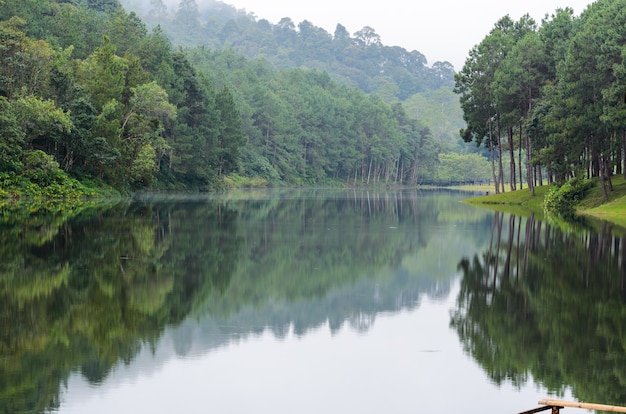 Schöne Naturlandschaft grüner Kiefernwald spiegelt sich auf der Wasseroberfläche, Seerückstau im Morgengrauen friedliches Camp am Wasser im Park, berühmte Attraktion in Pang Ung, Mae Hong Son, Thailand