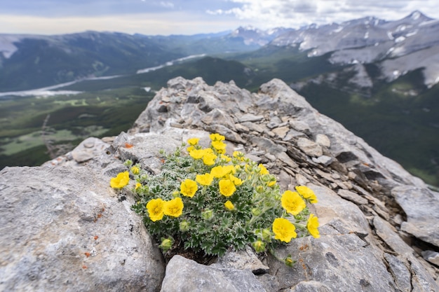 Schöne Naturlandschaft im Freien